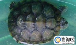 我的巴西龟是不是得了腐甲病？