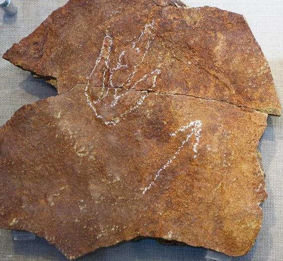 古生物的足迹为什么能成为一门学问