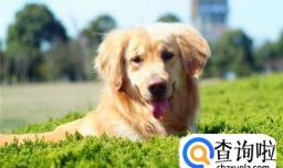 狗狗的成长过程