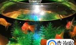 新手如何养鱼？