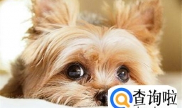 狗狗得了关节炎怎么办 狗狗关节炎的症状