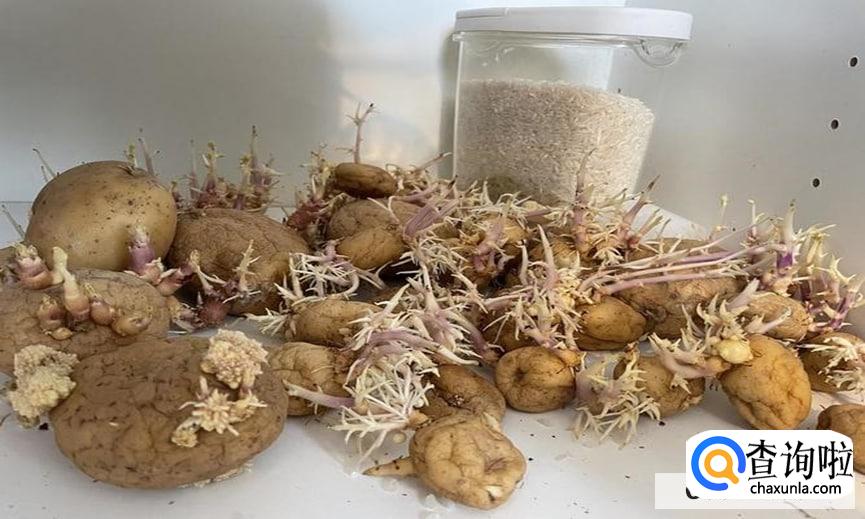 巧用发芽土豆的实用小妙招