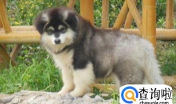 阿拉斯加冬天怕冷怎么办，阿拉斯加冬天饲养注意事项