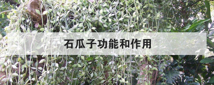 石瓜子功能和作用