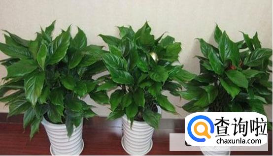 想要室内空气健康要从哪开始