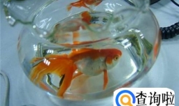 如何用自己家的自来水养小金鱼（养鱼新手）