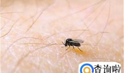 小咬咬了怎么办