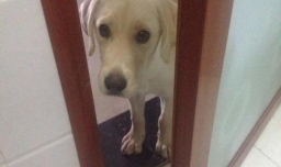 正确训练狗狗定点大小便的方法