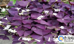 紫浆草的养殖方法是怎么样的