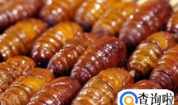 蚕蛹有什么食疗价值