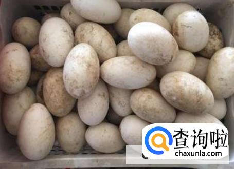 孕妇吃鹅蛋有那些好处
