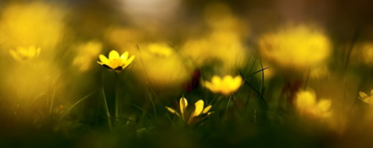 景物描写片段有哪些