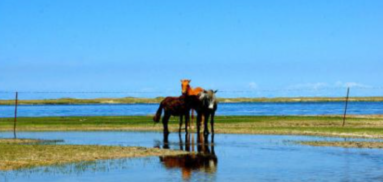 趋之若鹜什么意思
