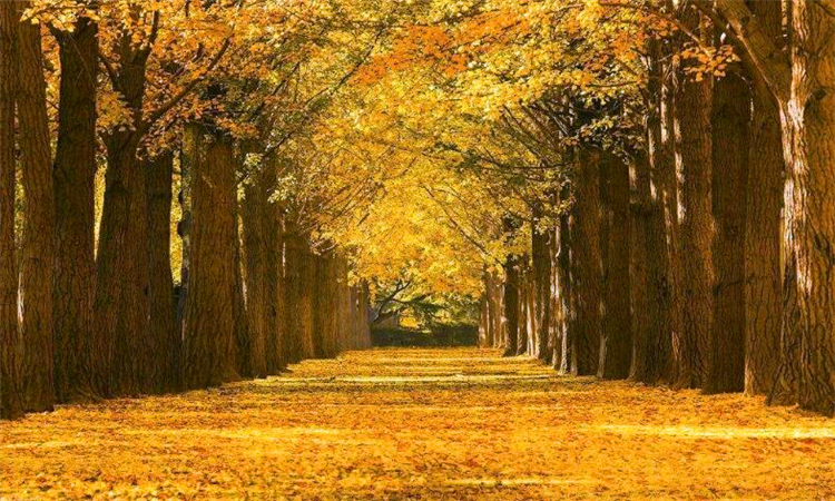 银杏之乡是哪个地方