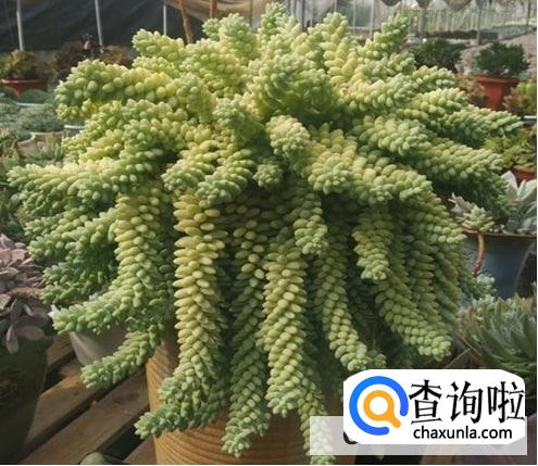 多肉玉坠怎么养才能饱满通透