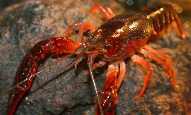 小龙虾会淹死在水里吗