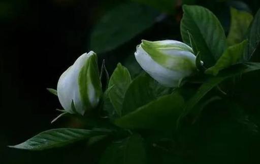 如何养护栀子花