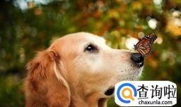 金毛鼻子掉色了怎么办