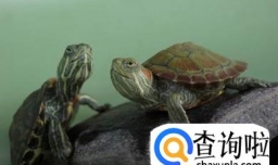 巴西红耳龟怎么分公母