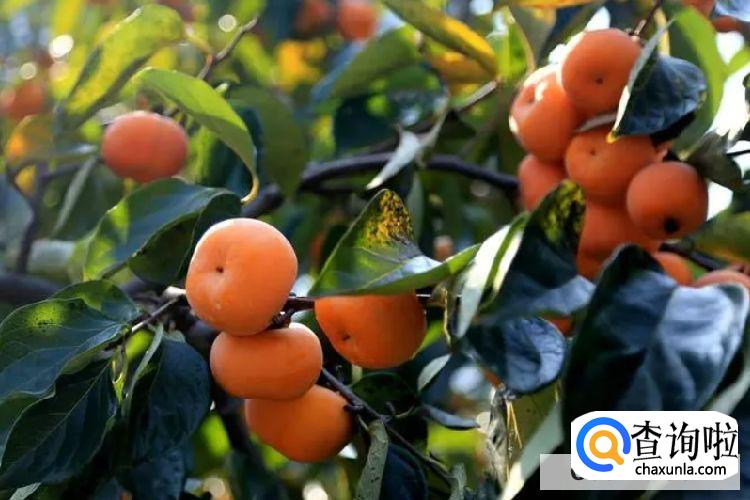 桂林的十大特产有哪些？