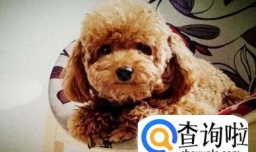 泰迪洗澡全攻略