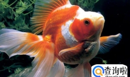 金鱼嘴发白怎么办，金鱼白嘴病传染吗
