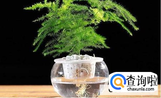 水培文竹叶子发黄怎么处理