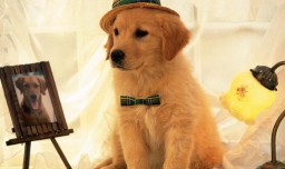 多久喂一次狗比较好