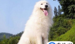 萨摩耶冬天怕冷怎么办，萨摩耶冬天怎么养