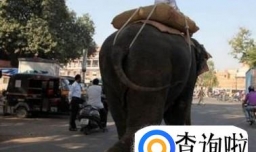 大象能为人做哪些事？