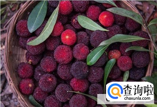 杨梅太酸了怎么吃较好