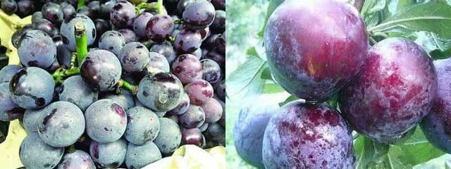 为什么葡萄皮上总有一层白霜