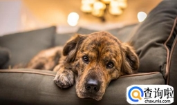 狗狗来月经了该怎么处理