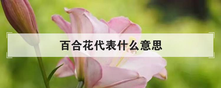 百合花代表什么意思