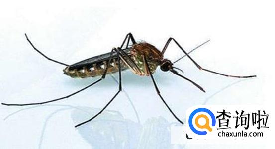 夏天蚊子喜欢什么颜色的衣服不被叮咬