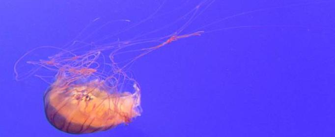 为什么低等动物的血液没有颜色