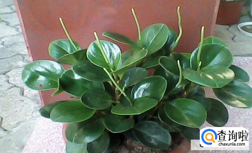 豆瓣绿怎么养合适