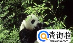 大熊猫的居住环境有什么要求