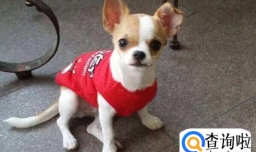 吉娃娃可以吃什么水果,吉娃娃不能吃什么水果