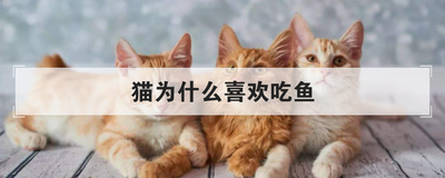 猫为什么喜欢吃鱼