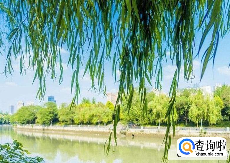 清明节有什么活动