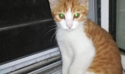 怎么判断幼猫感冒，幼猫咪感冒了怎么办