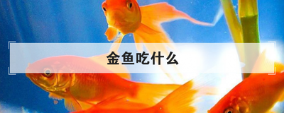 金鱼吃什么