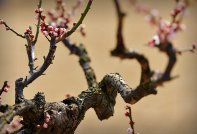 关于梅花的诗句