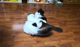 为什么晚上睡觉时猫咪总喜欢靠近自己的头，而且咕噜声还很大？