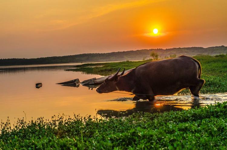 南边人家三亩地是什么生肖