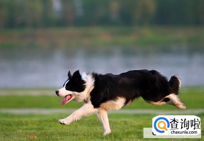 牧羊犬一般喜欢吃什么食物