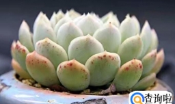 多肉可以淋雨吗?