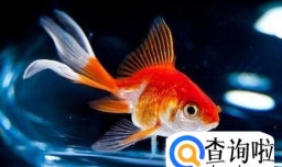 金鱼立鳞病的治疗