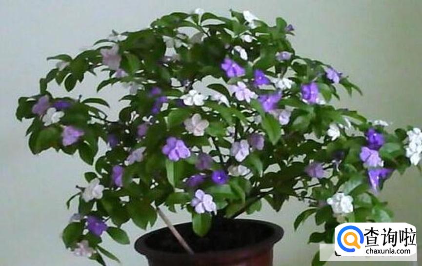 双色茉莉花怎么养